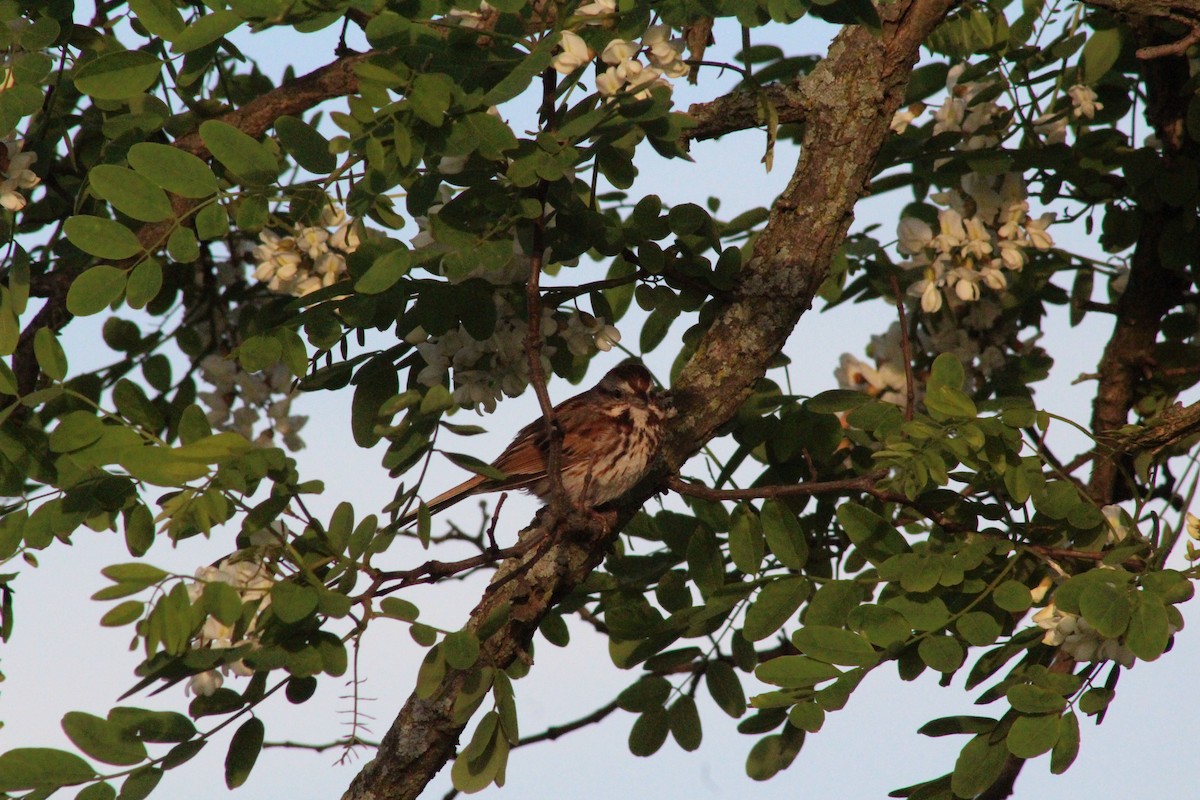 Song Sparrow - ML620203002