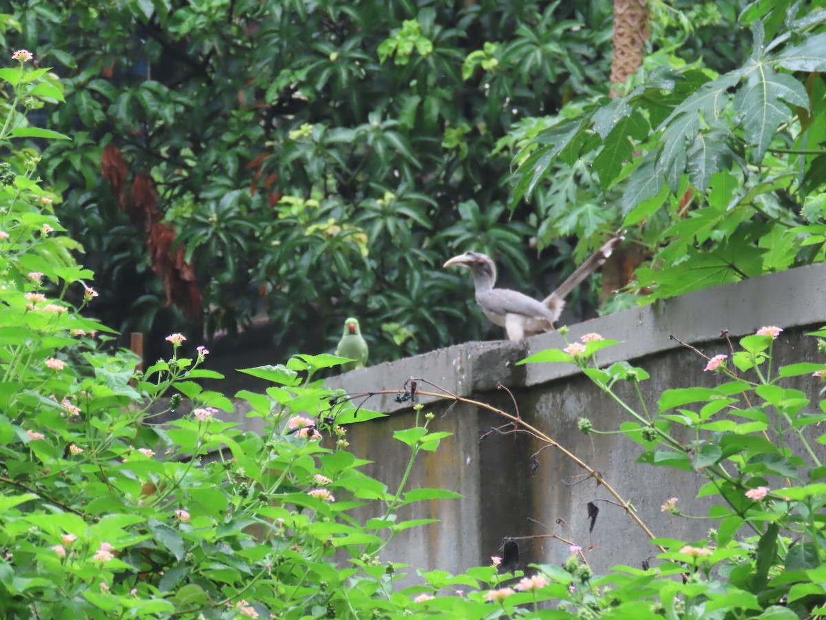 Indian Gray Hornbill - ML620203008