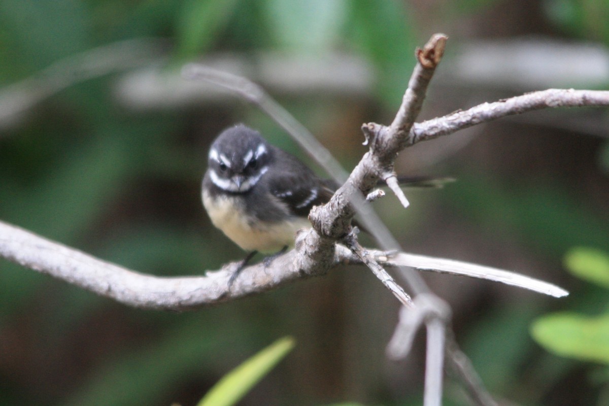 Gray Fantail - ML620203009