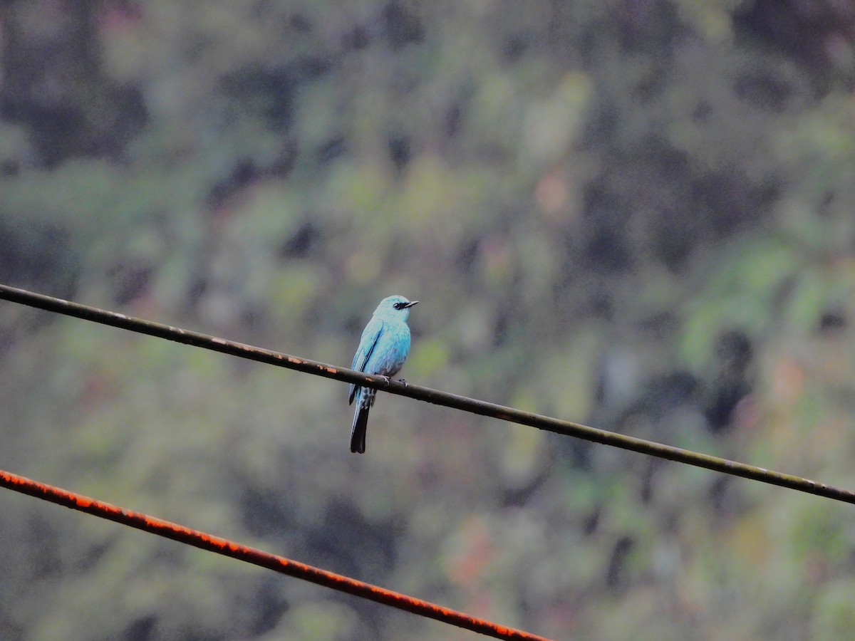 Verditer Flycatcher - ML620203015