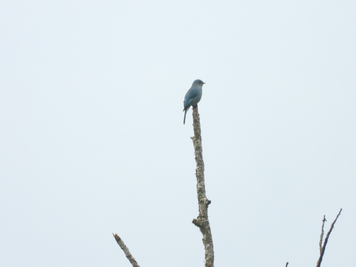 Verditer Flycatcher - ML620203017