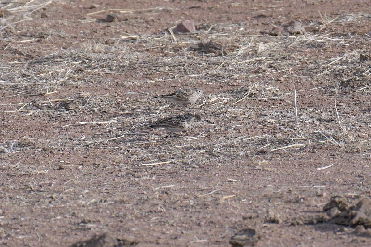 Chestnut-collared Longspur - ML620203020