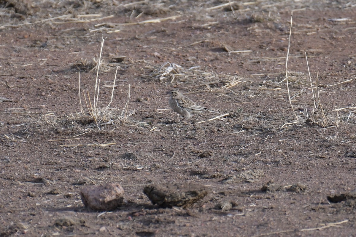 Chestnut-collared Longspur - ML620203022