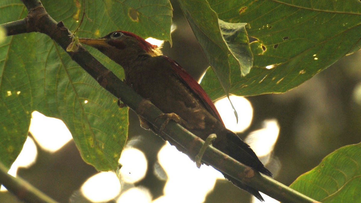 Crimson-winged Woodpecker - ML620203023