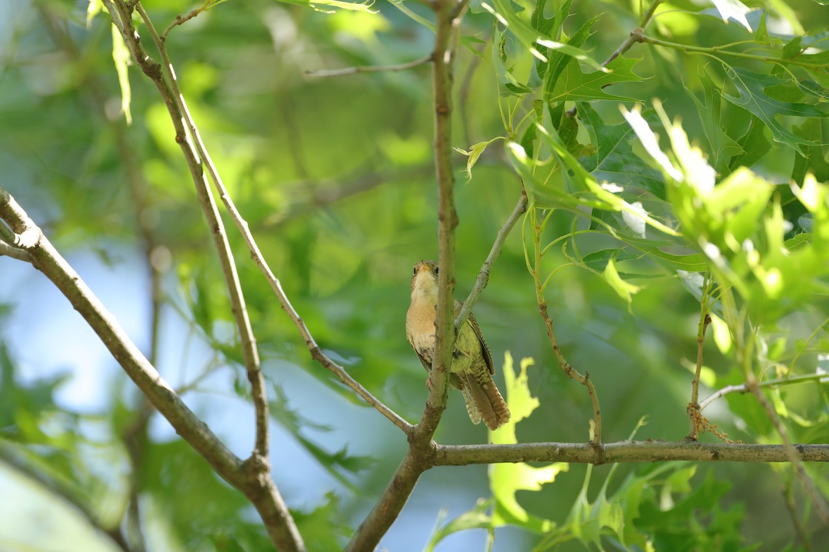 House Wren - ML620203032