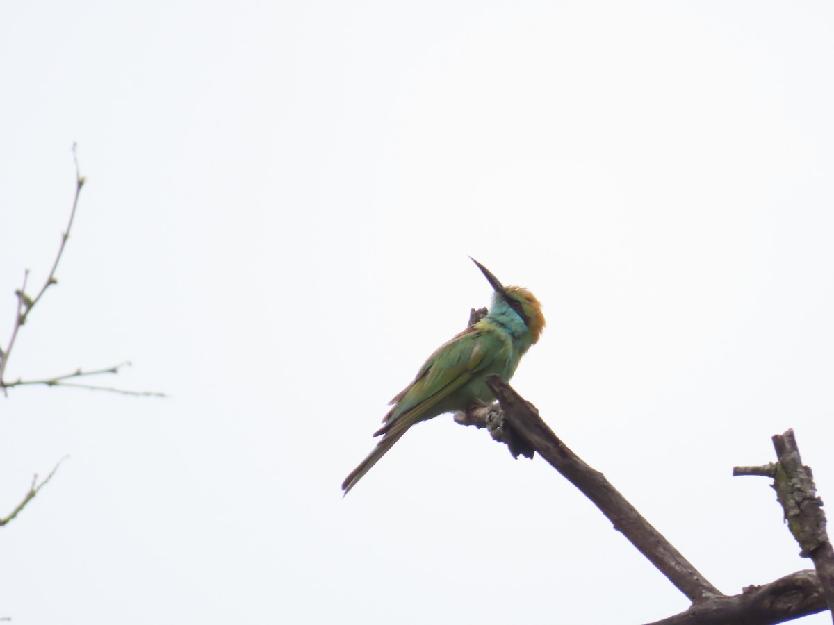 Asian Green Bee-eater - ML620203033