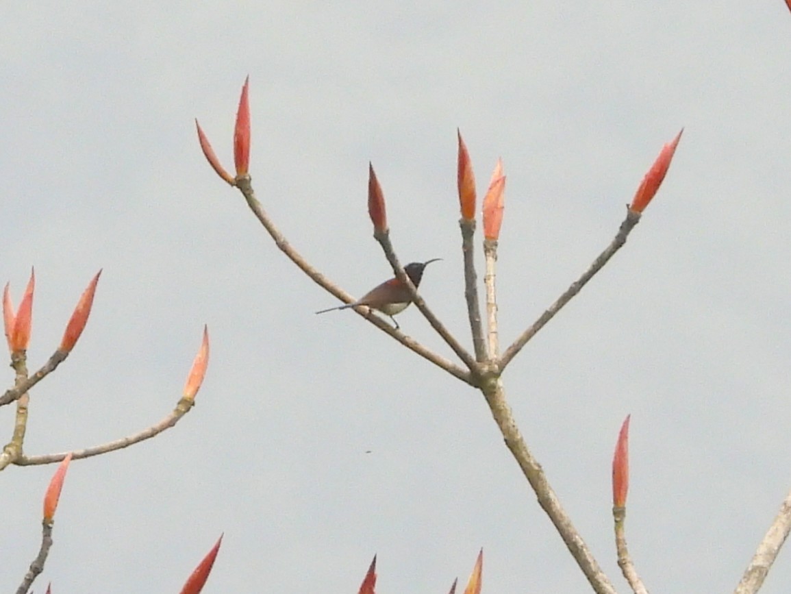 Black-throated Sunbird - ML620203036