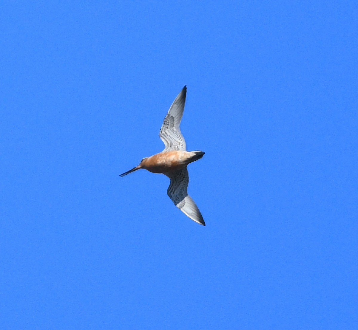 Bar-tailed Godwit - ML620203040