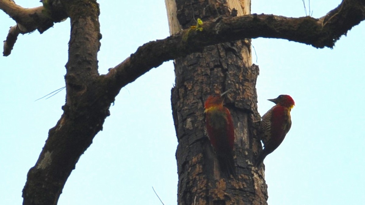 Banded Woodpecker - ML620203048