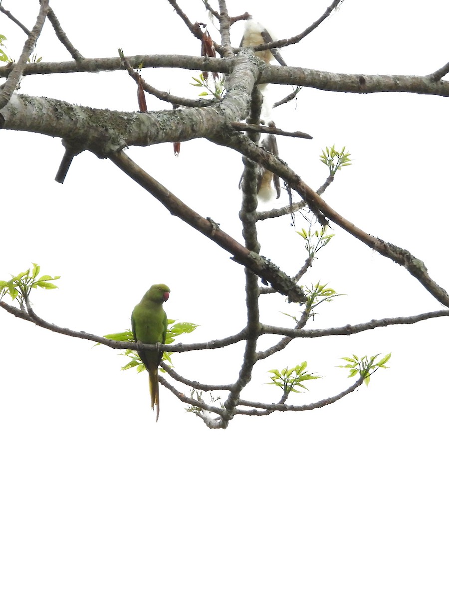 Alexandrine Parakeet - ML620203057