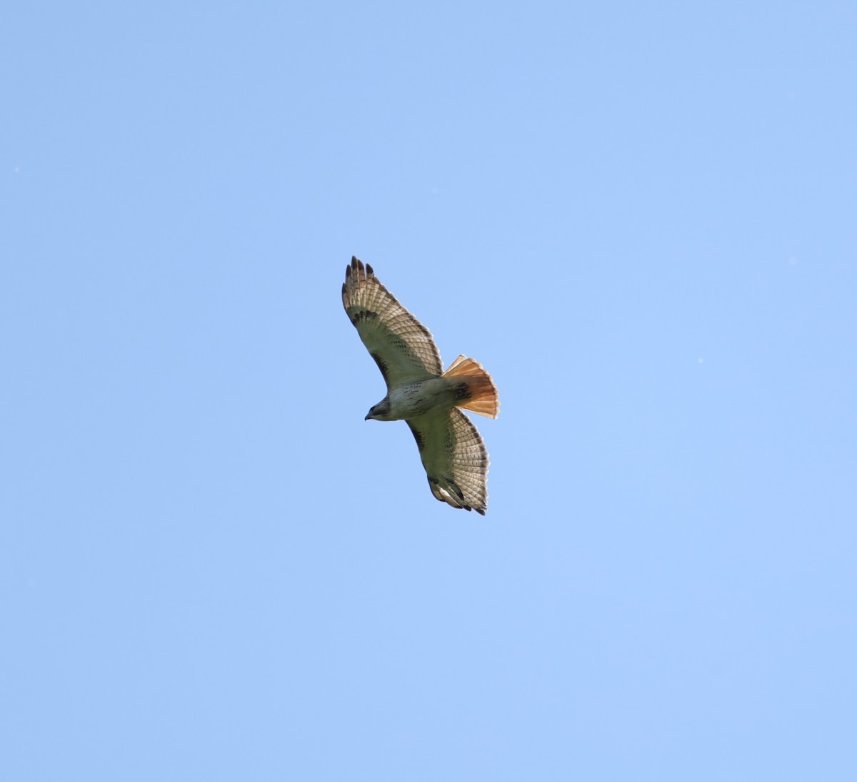 Red-tailed Hawk - ML620203058
