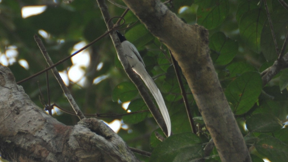 Blyth's Paradise-Flycatcher - Troy Shortell