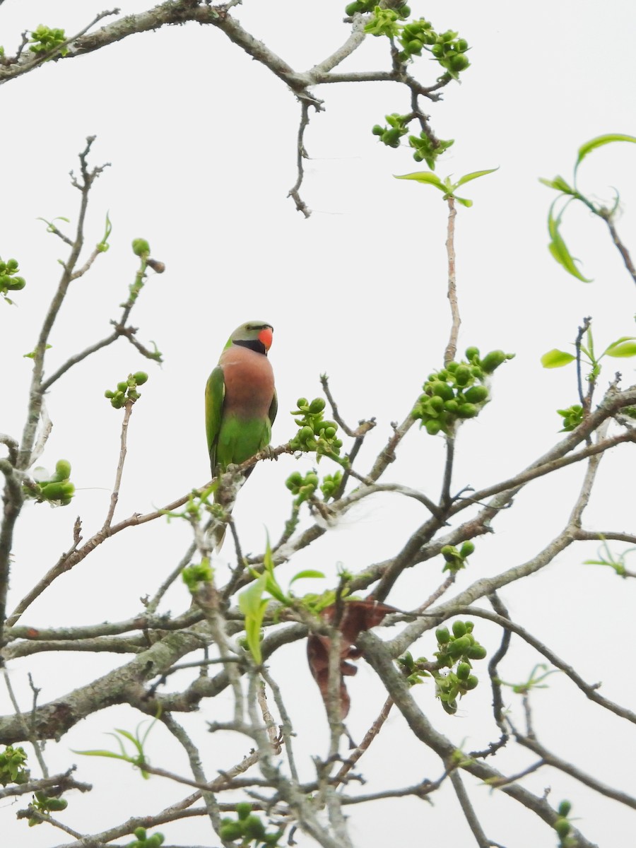 Red-breasted Parakeet - ML620203066