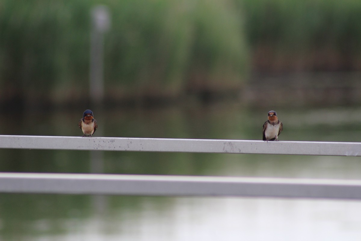 Barn Swallow - ML620203068