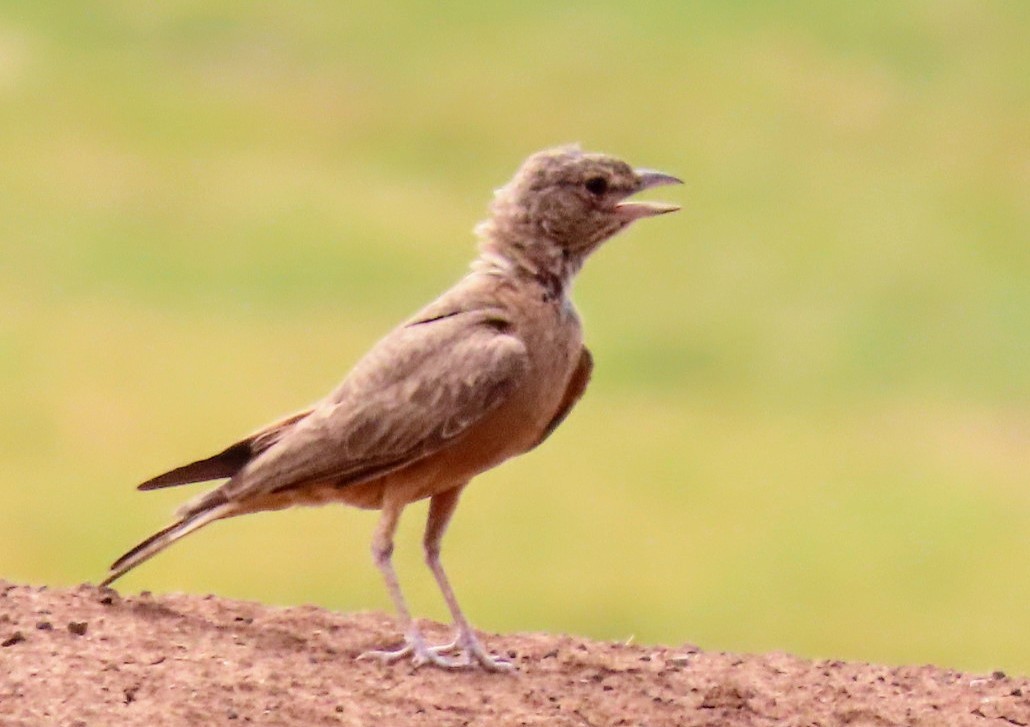 Rufous-tailed Lark - ML620203069