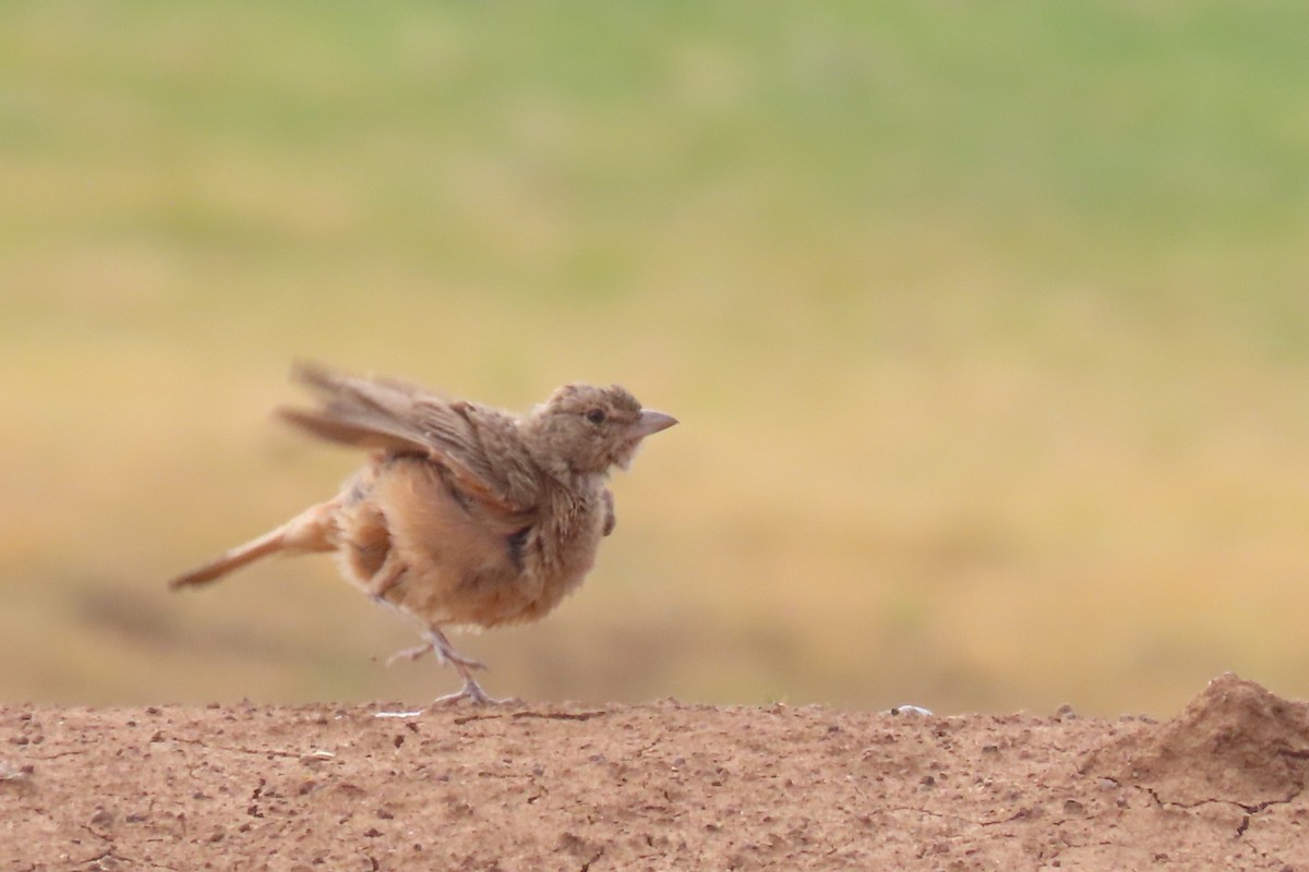 Rufous-tailed Lark - ML620203070