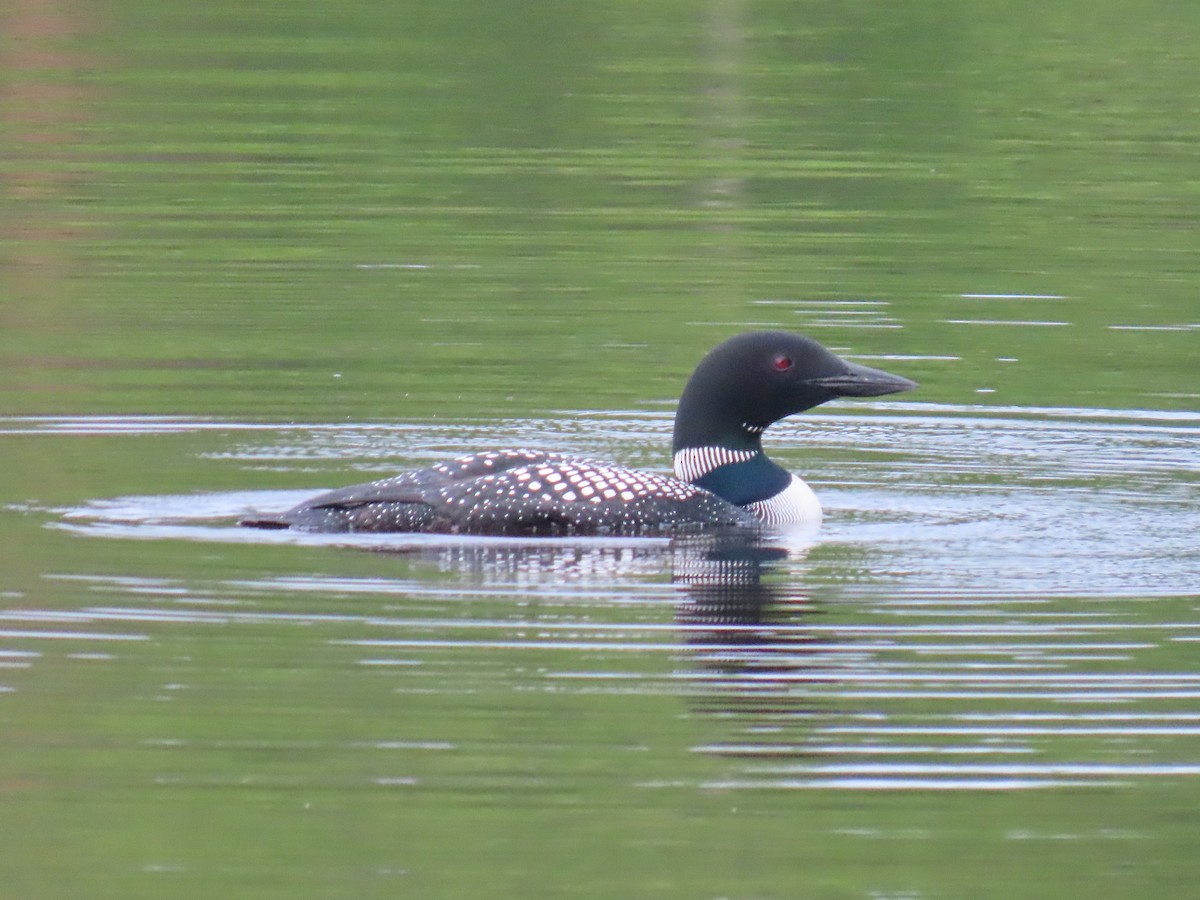 Common Loon - ML620203075