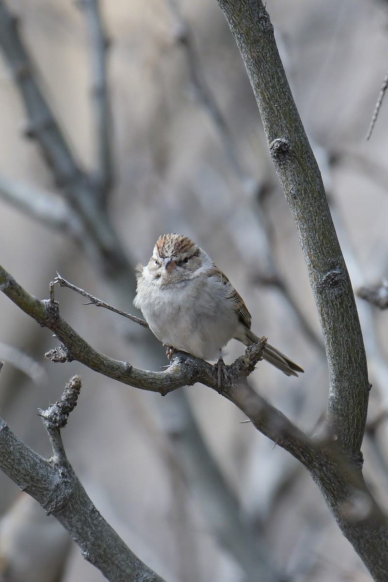 Chipping Sparrow - ML620203082