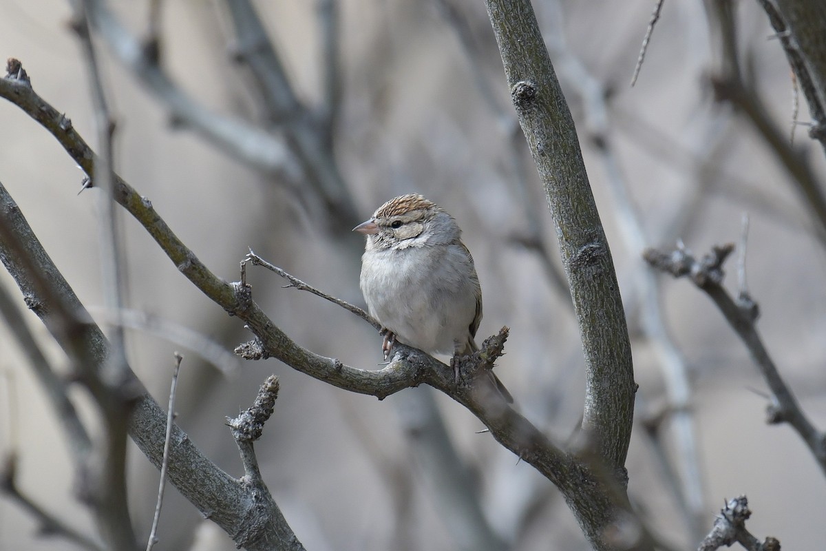 Chipping Sparrow - ML620203083