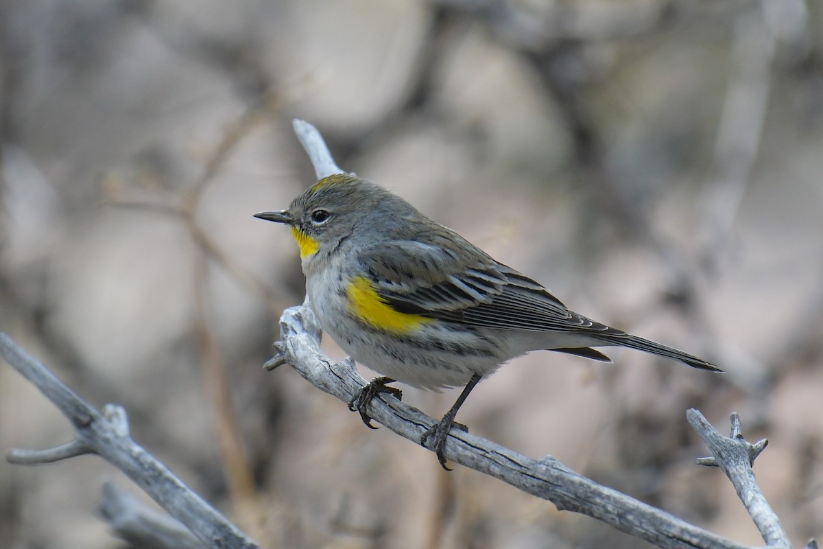 Yellow-rumped Warbler (Audubon's) - ML620203084