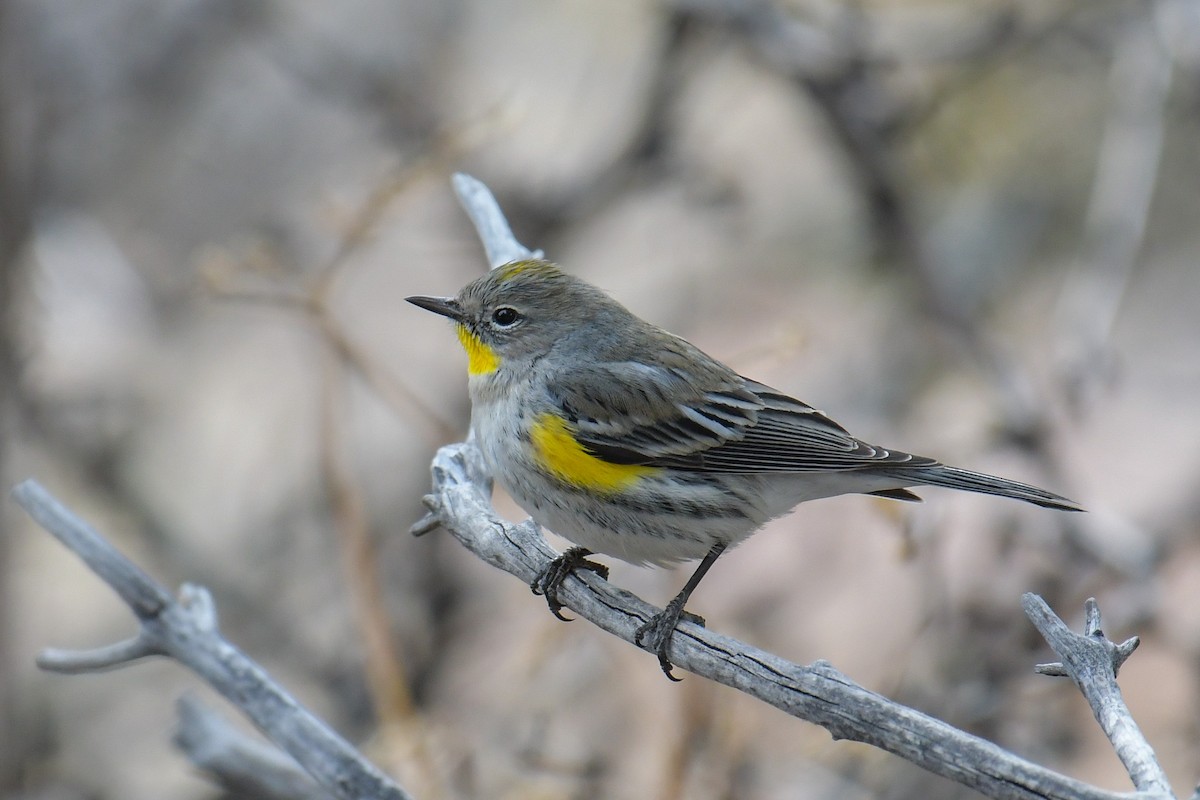Yellow-rumped Warbler (Audubon's) - ML620203085