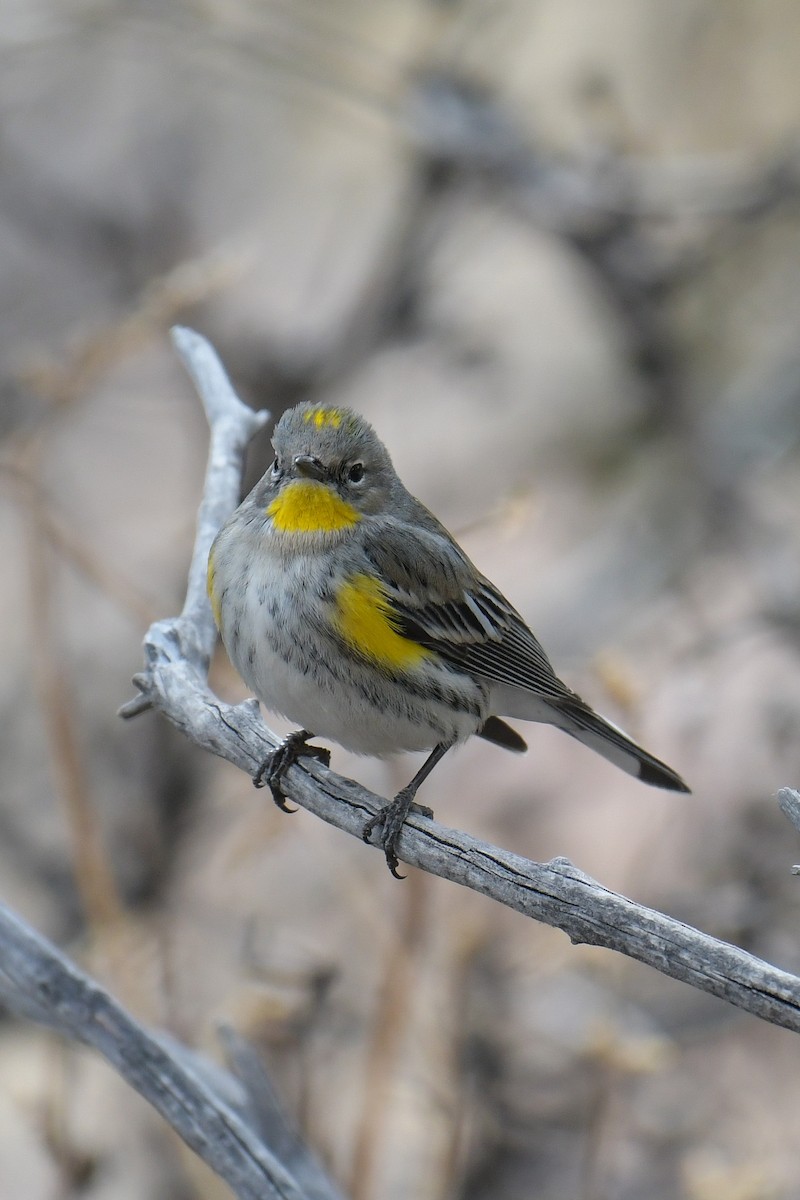 Yellow-rumped Warbler (Audubon's) - ML620203086