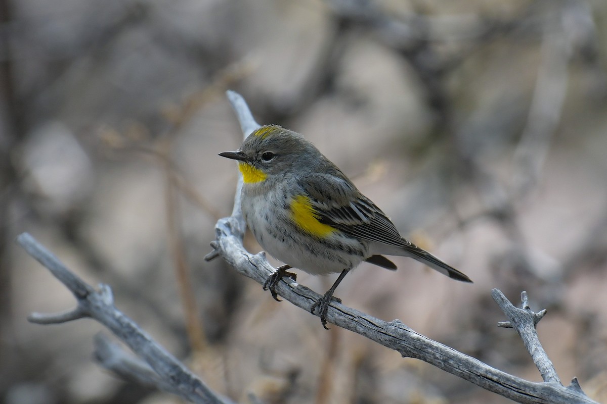 Yellow-rumped Warbler (Audubon's) - ML620203087