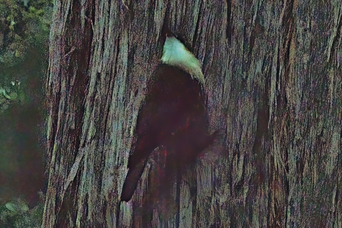 White-throated Treecreeper (White-throated) - Alfons  Lawen