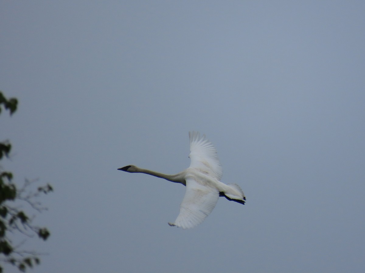 Trumpeter Swan - ML620203117