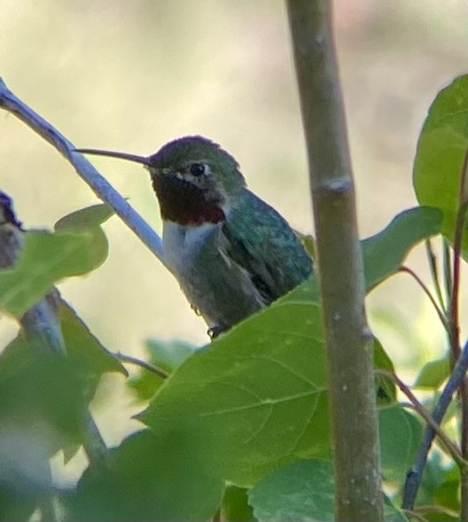 Broad-tailed Hummingbird - ML620203123