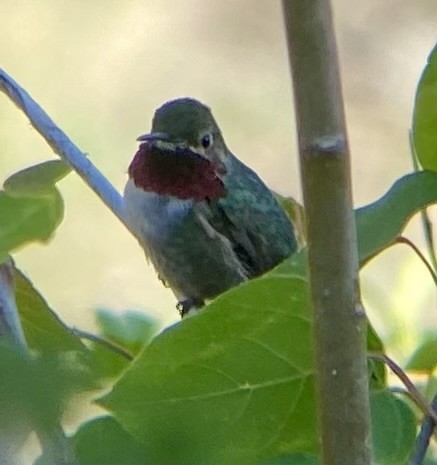 Broad-tailed Hummingbird - ML620203124