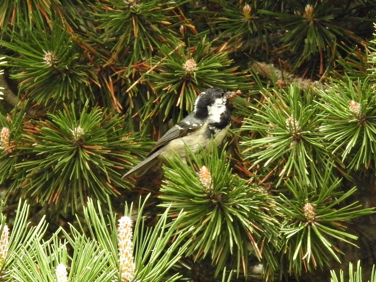 Coal Tit - ML620203125