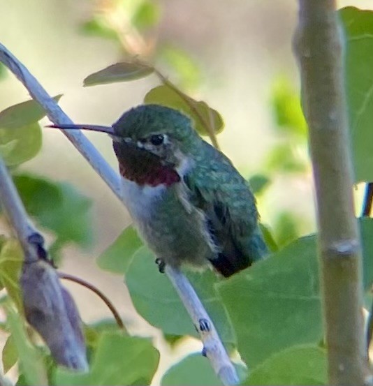 Broad-tailed Hummingbird - ML620203127