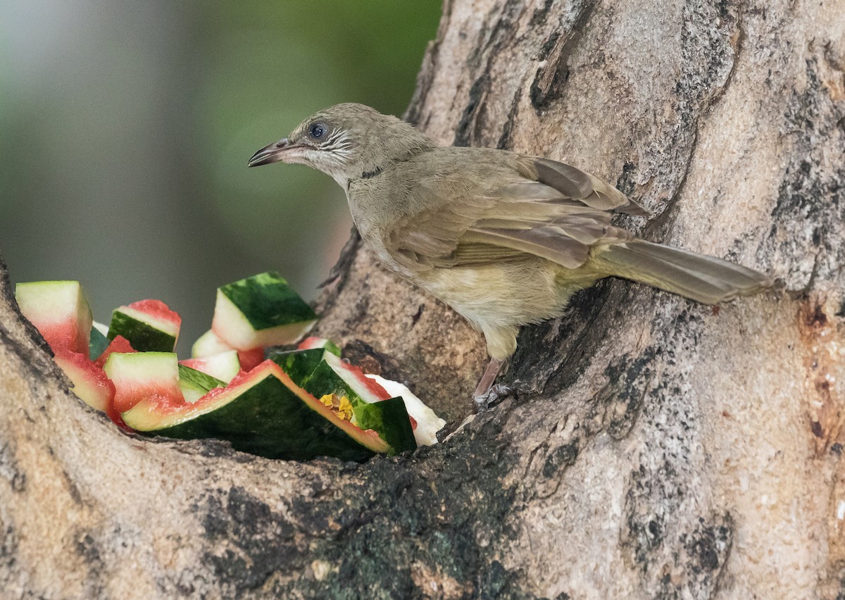 Streak-eared Bulbul - ML620203128