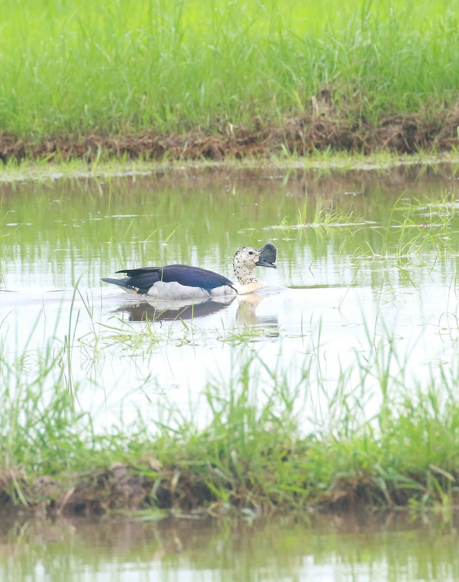 Knob-billed Duck - ML620203132