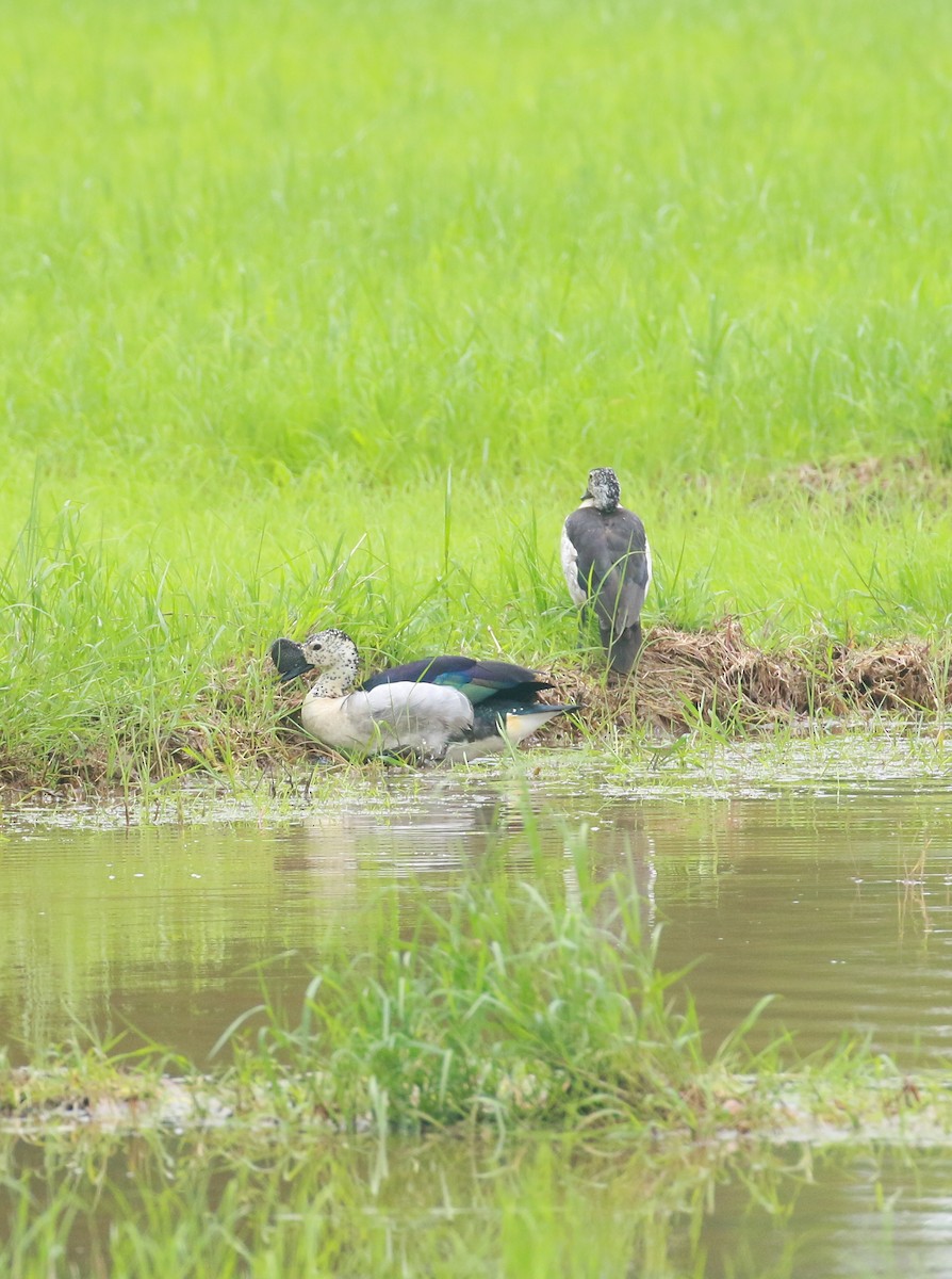 Knob-billed Duck - ML620203135