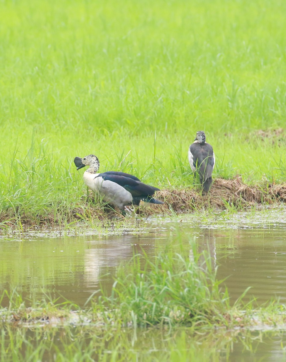 Knob-billed Duck - ML620203136