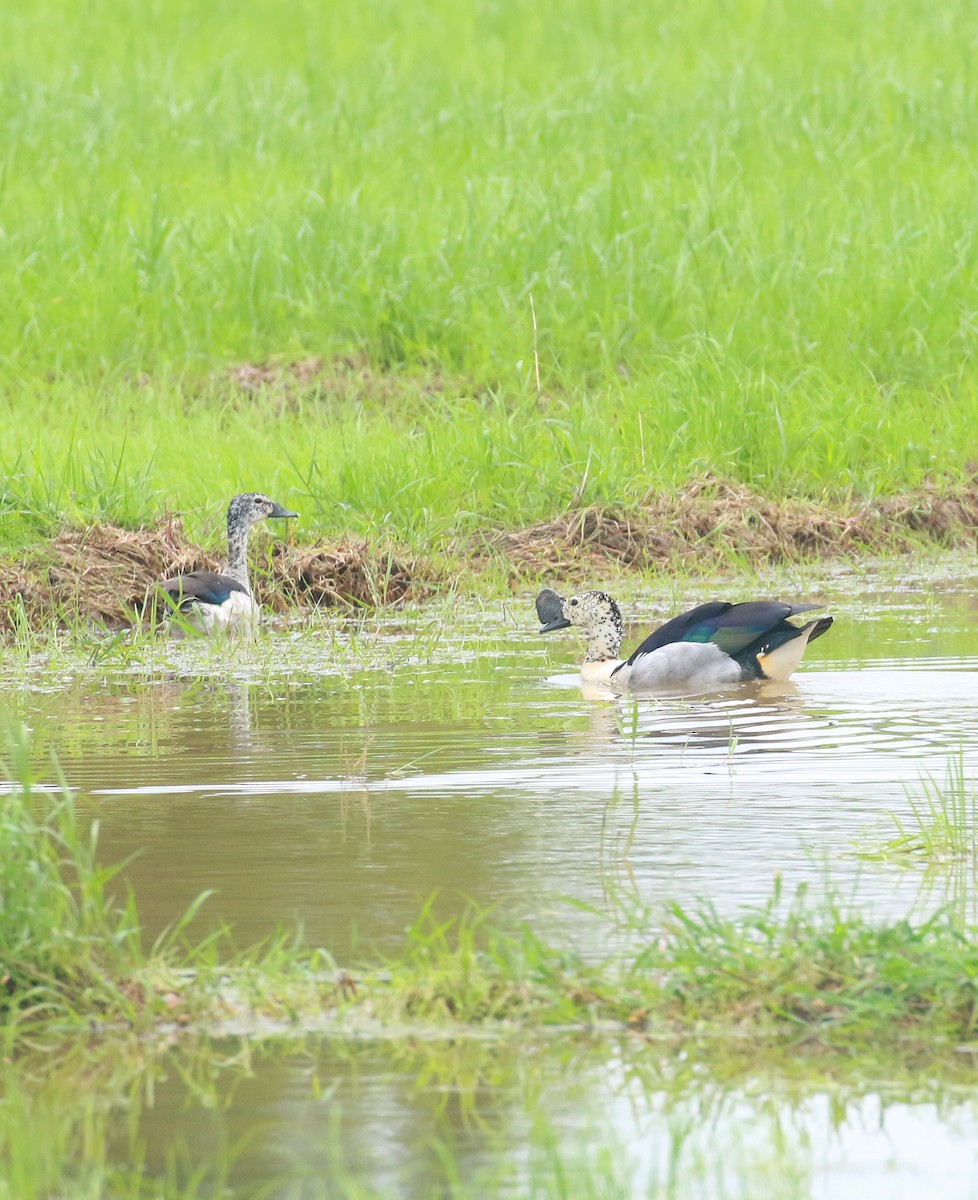 Knob-billed Duck - ML620203137