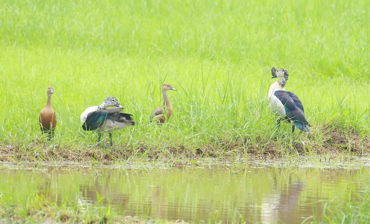 Knob-billed Duck - ML620203139