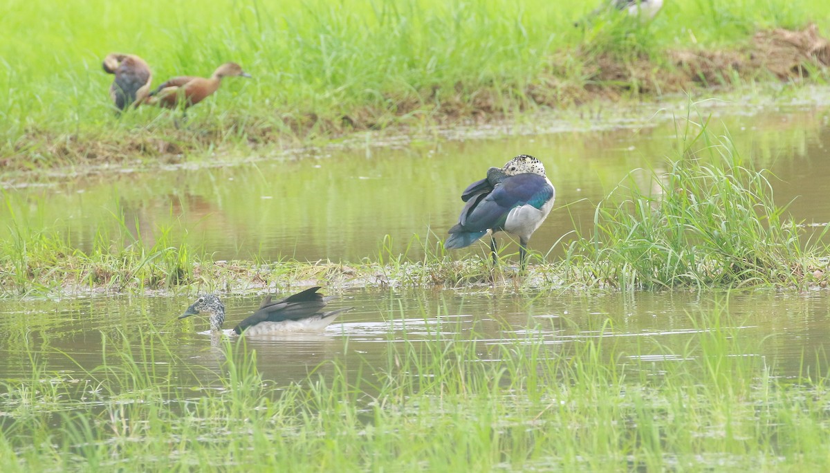 Knob-billed Duck - ML620203143