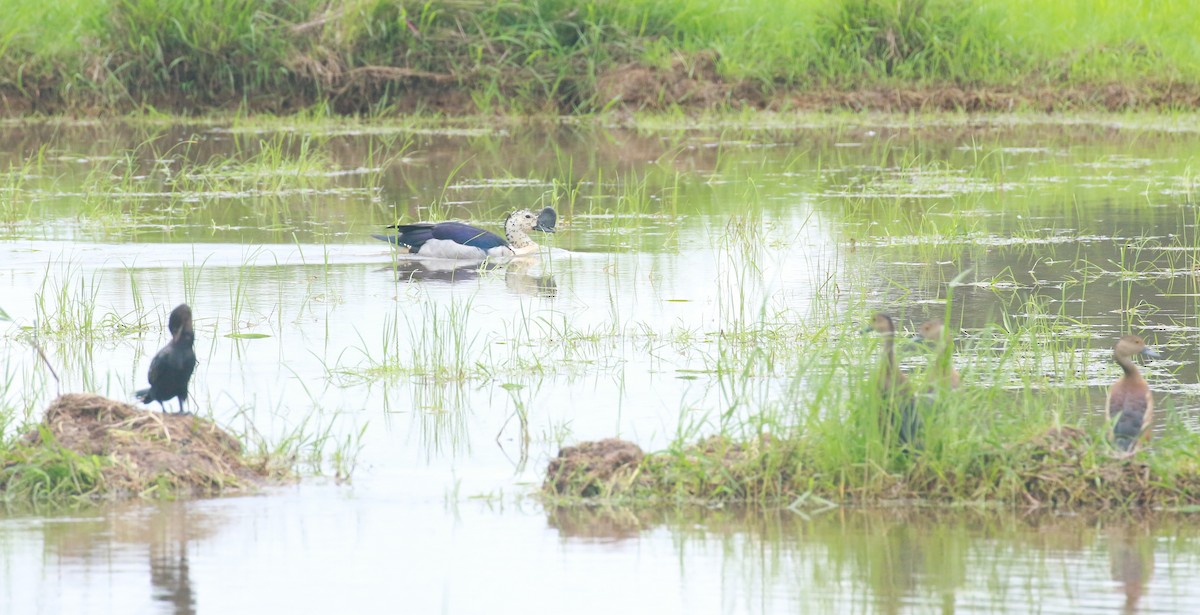 Knob-billed Duck - ML620203149