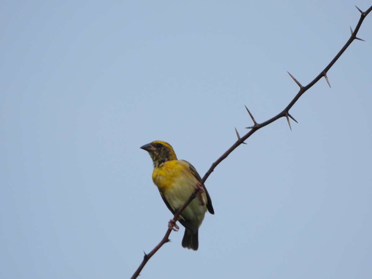 Baya Weaver - ML620203152