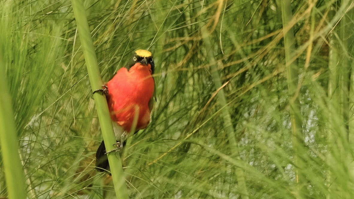 Bubú de Los Papiros - ML620203168