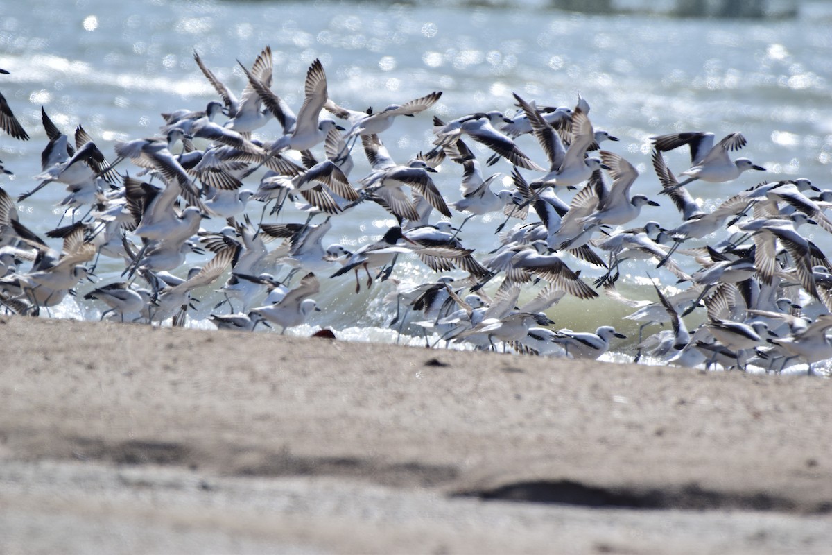 Crab-Plover - ML620203178