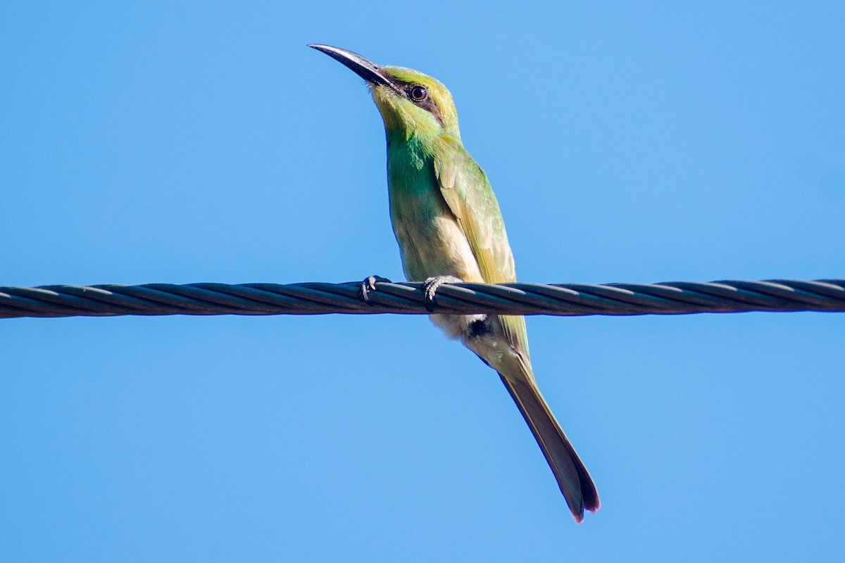 Asian Green Bee-eater - ML620203180