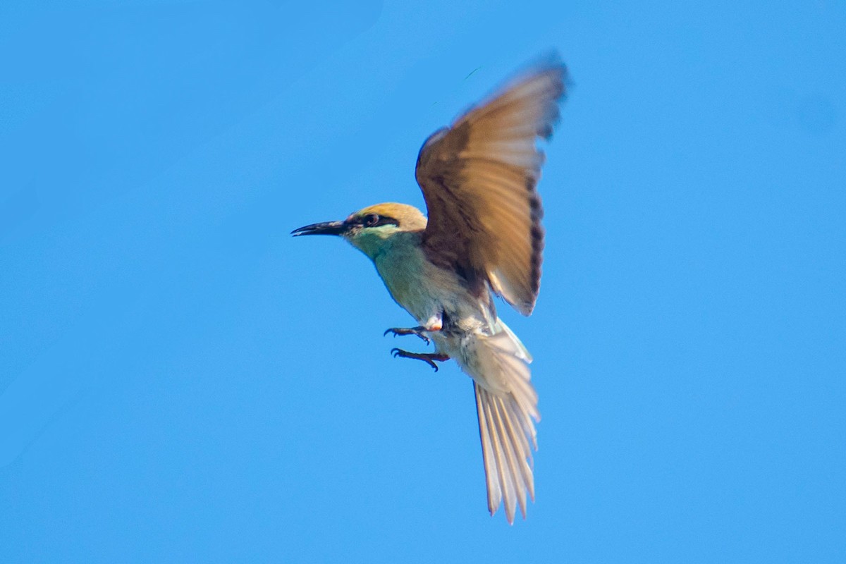 Asian Green Bee-eater - ML620203181