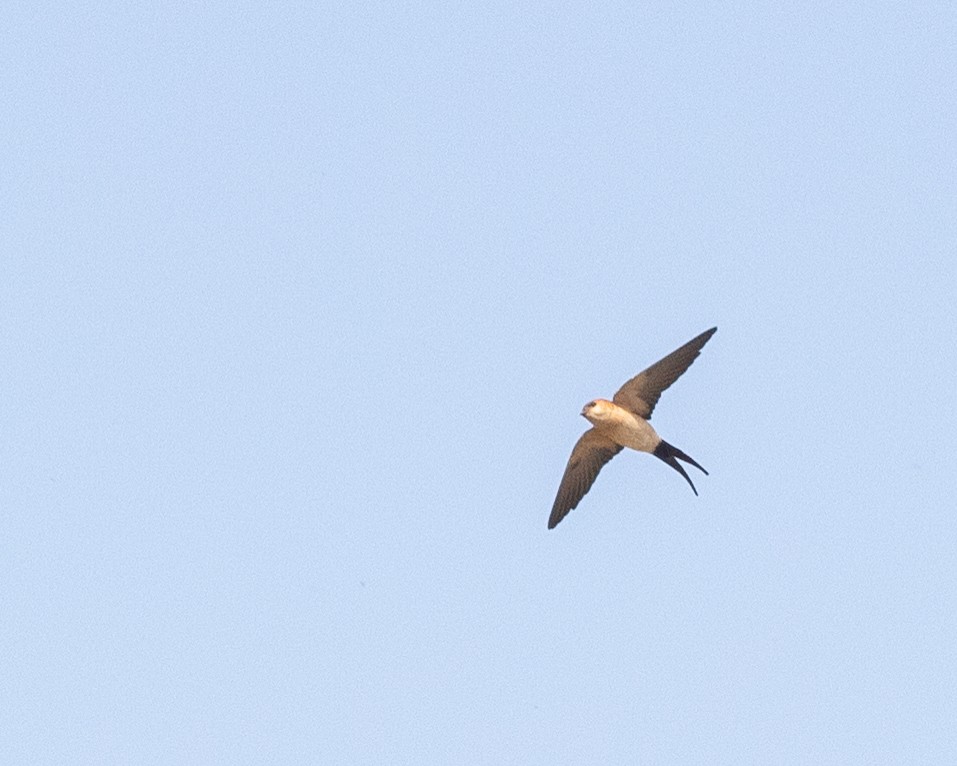 Red-rumped Swallow - ML620203182