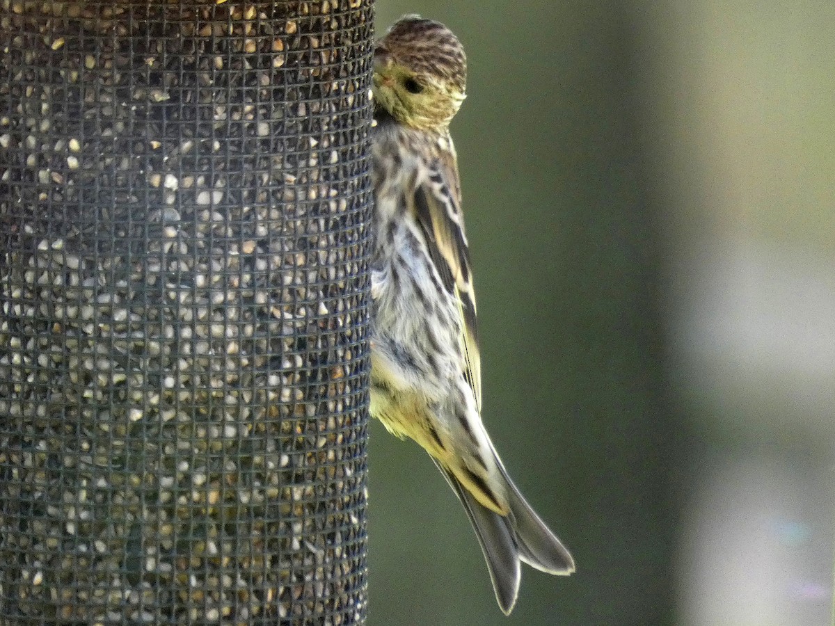 Pine Siskin (green morph) - Gloria Shiraef