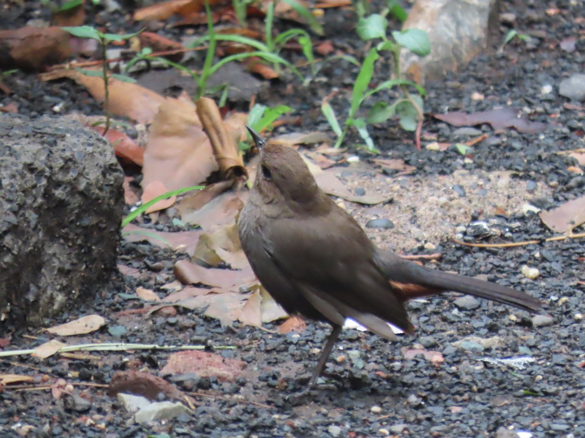 Indian Robin - ML620203196