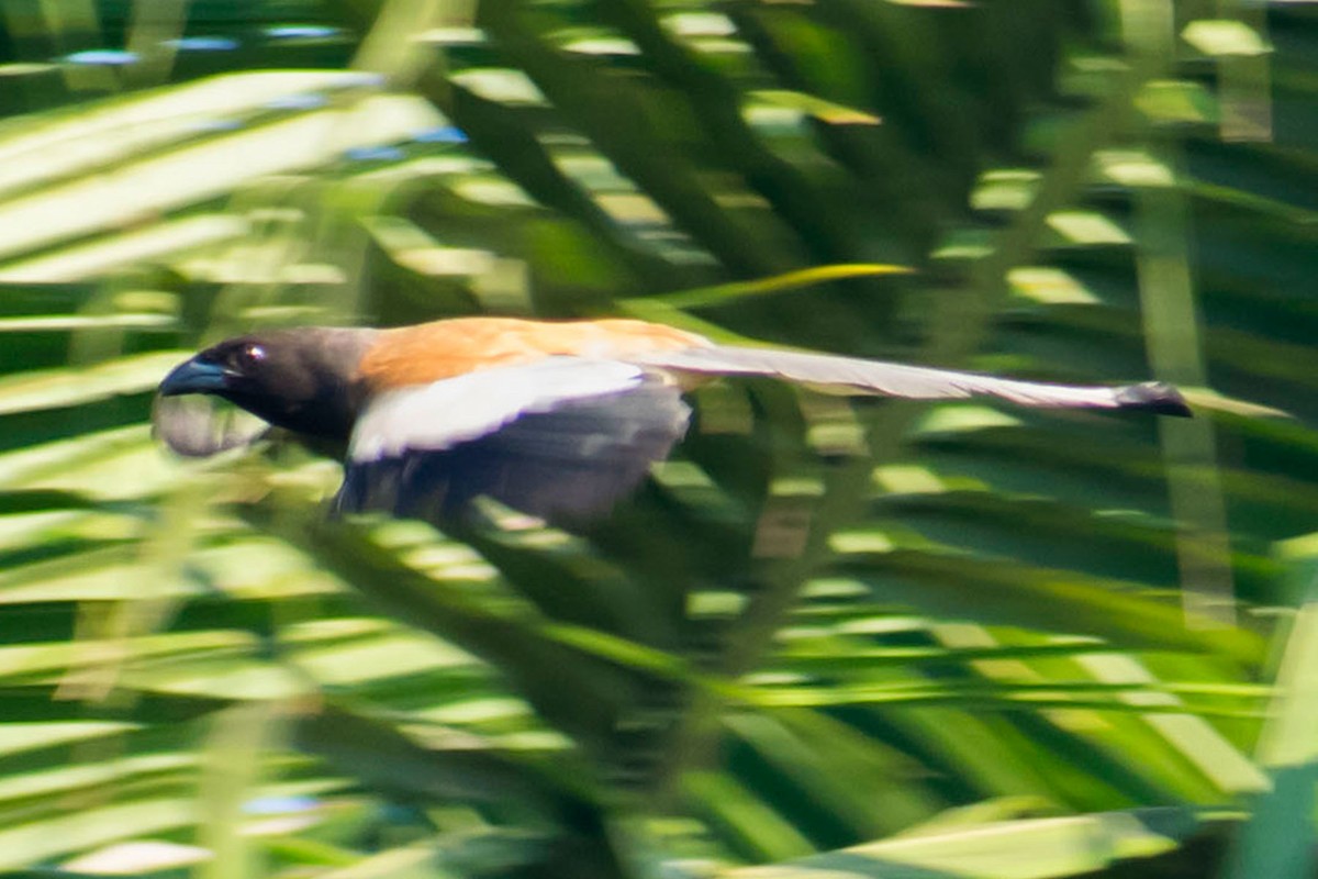 Rufous Treepie - ML620203197